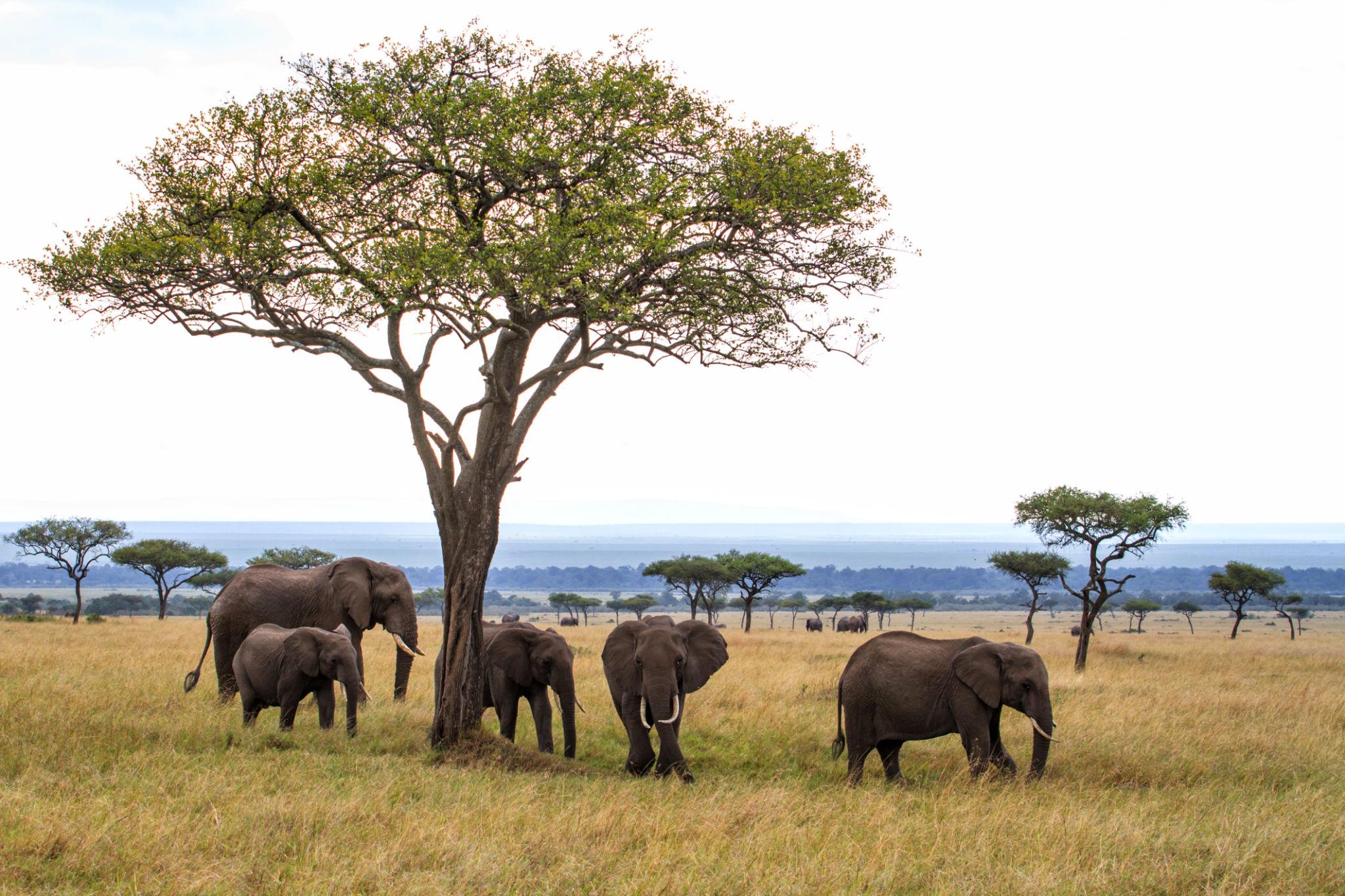Maasai Mara Wildlife